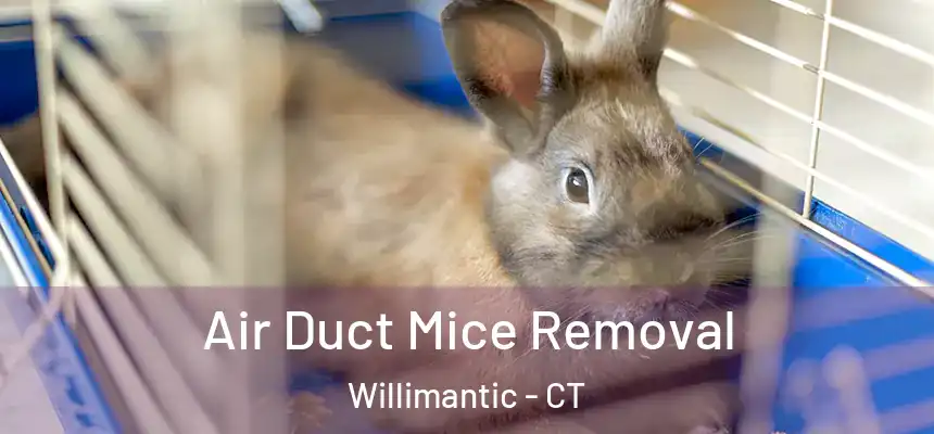  Air Duct Mice Removal Willimantic - CT