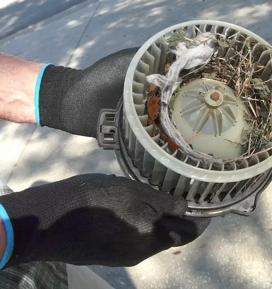 About Air Duct Mice Removal in Willimantic, CT